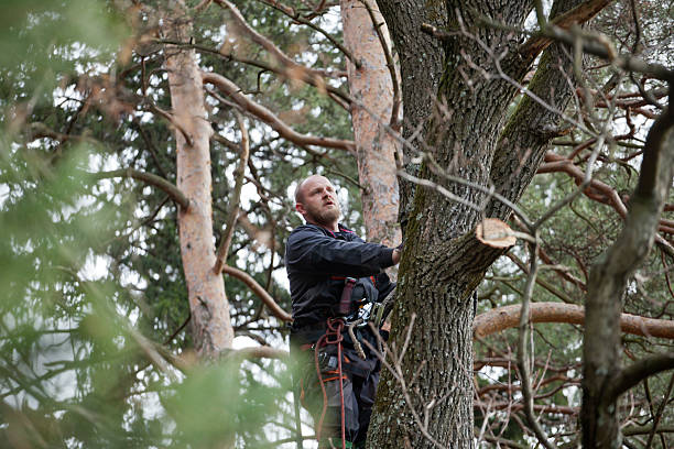 How Our Tree Care Process Works  in  West Reading, PA